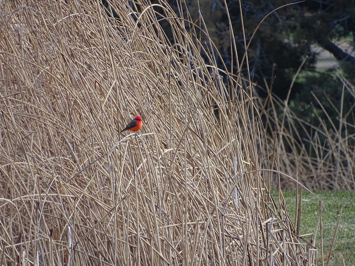 Ateş Renkli Sinekkapan - ML646953073