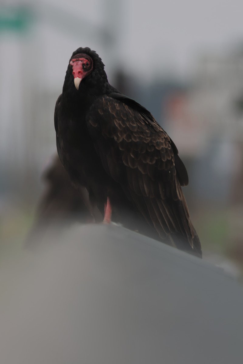 kondor krocanovitý - ML646953074