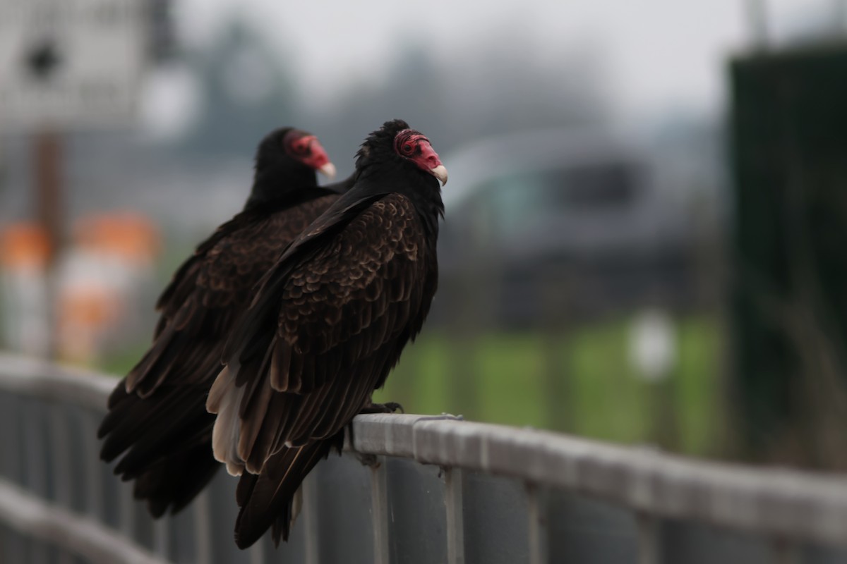 kondor krocanovitý - ML646953075