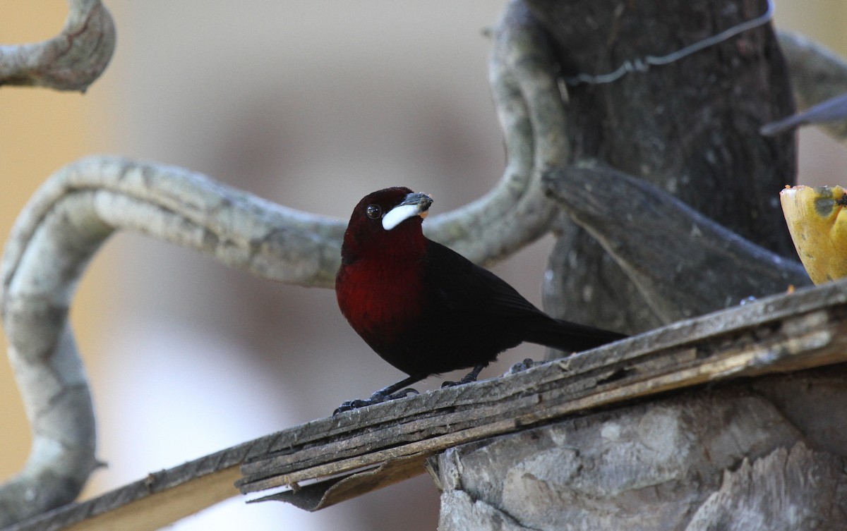 Silver-beaked Tanager - ML646953083