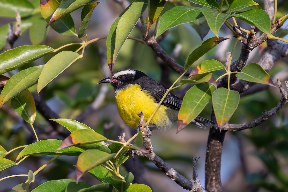 Bananaquit (Lesser Antillean) - ML646953084