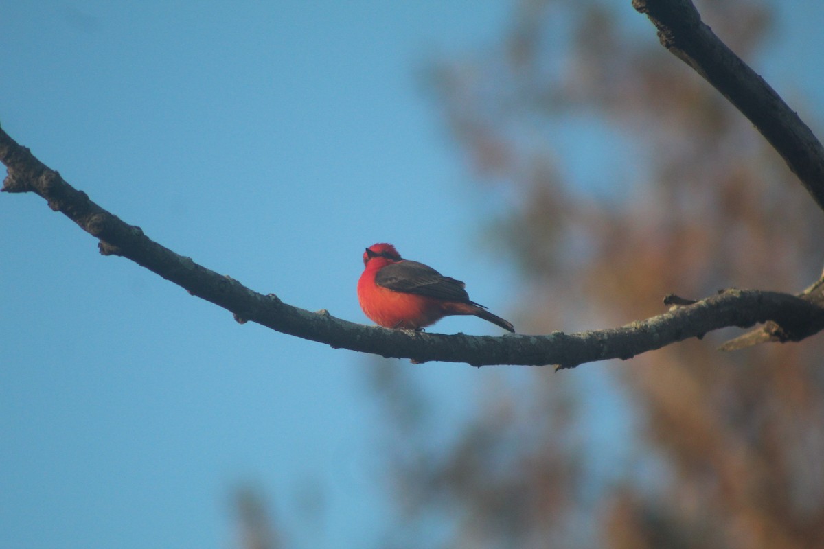 Vermilion Flycatcher - ML646953085