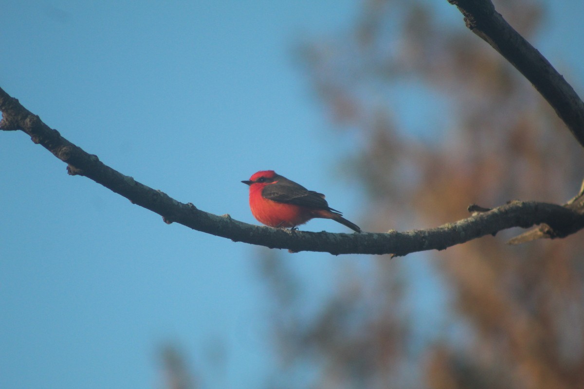 Vermilion Flycatcher - ML646953086