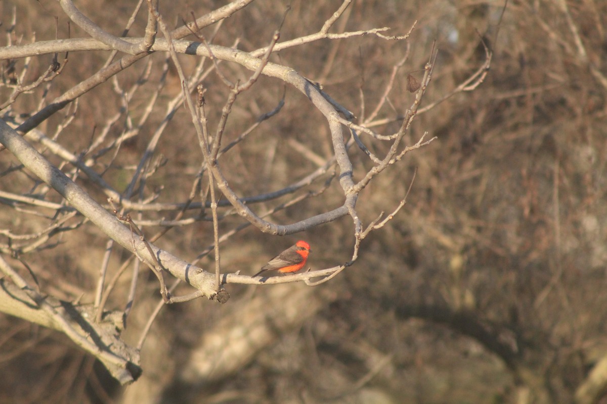 Vermilion Flycatcher - ML646953087