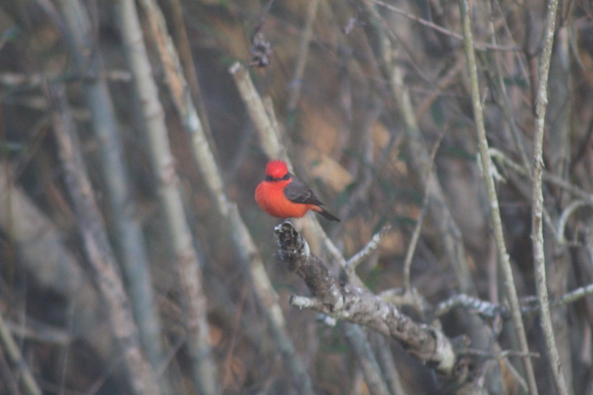 Vermilion Flycatcher - ML646953088