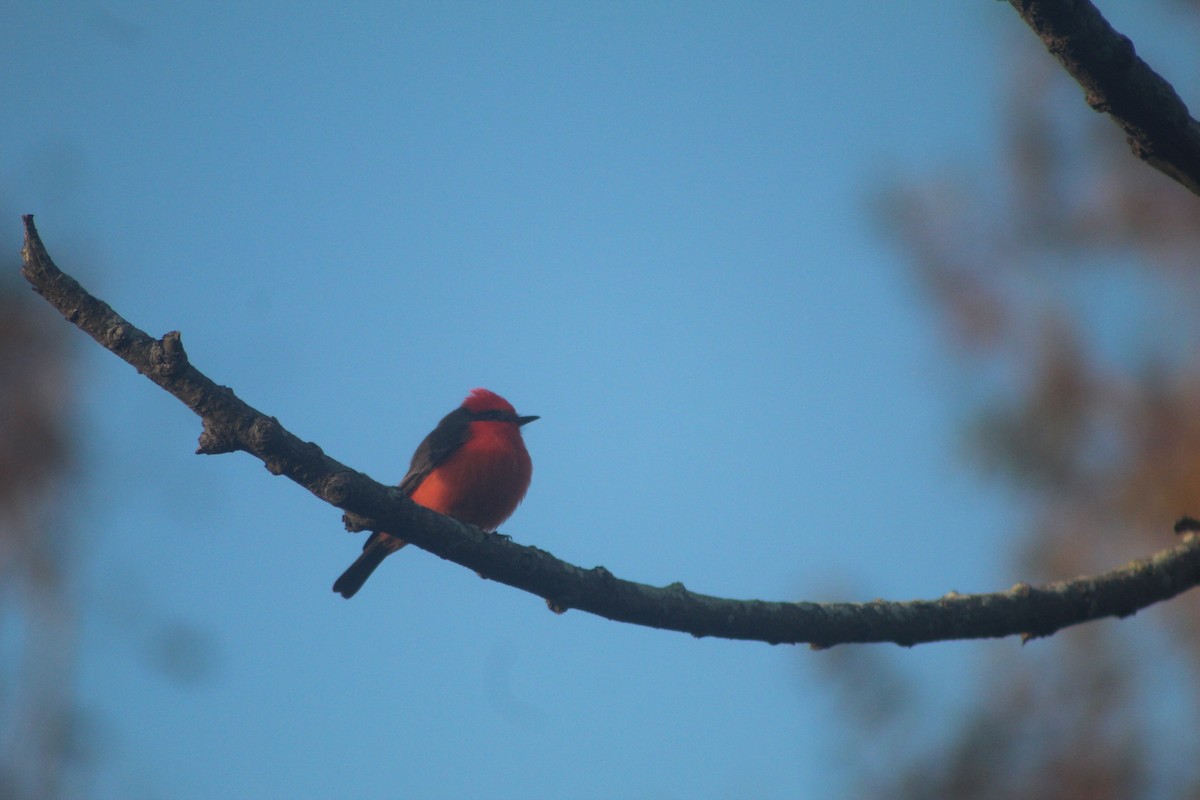 Vermilion Flycatcher - ML646953089