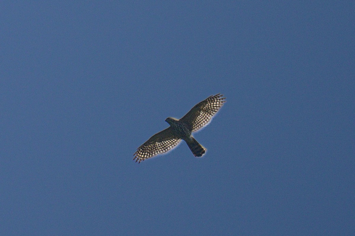 Тювик - ML646953092