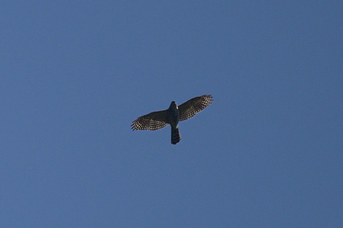 Тювик - ML646953096