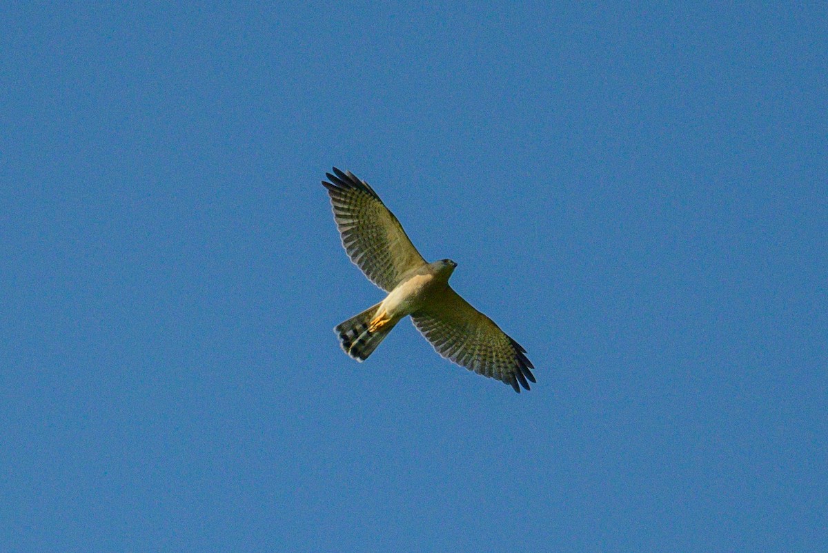 Тювик - ML646953097