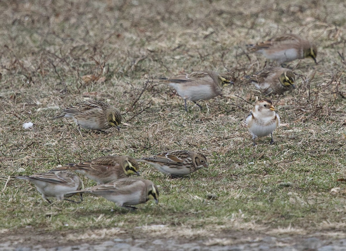 Lapland Longspur - ML646953099