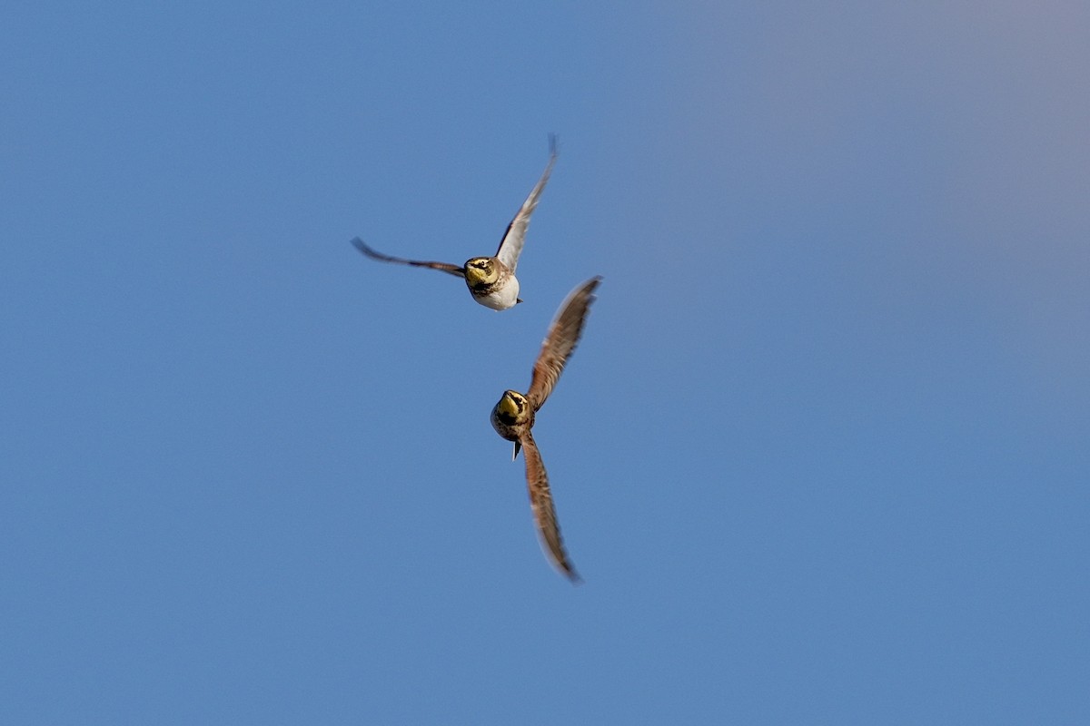 ハマヒバリ - ML646953101