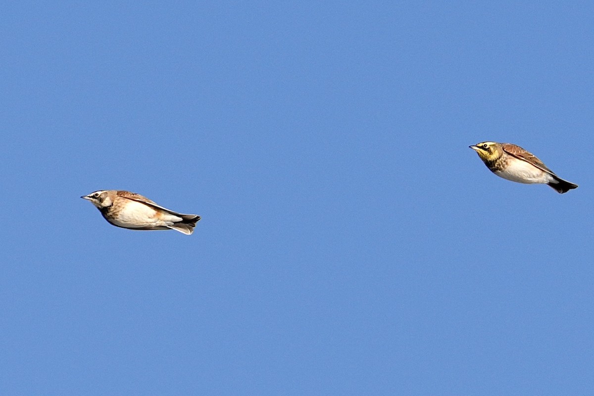 ハマヒバリ - ML646953103