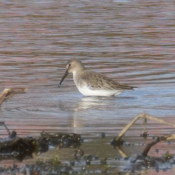 Txirri arrunta - ML646953104