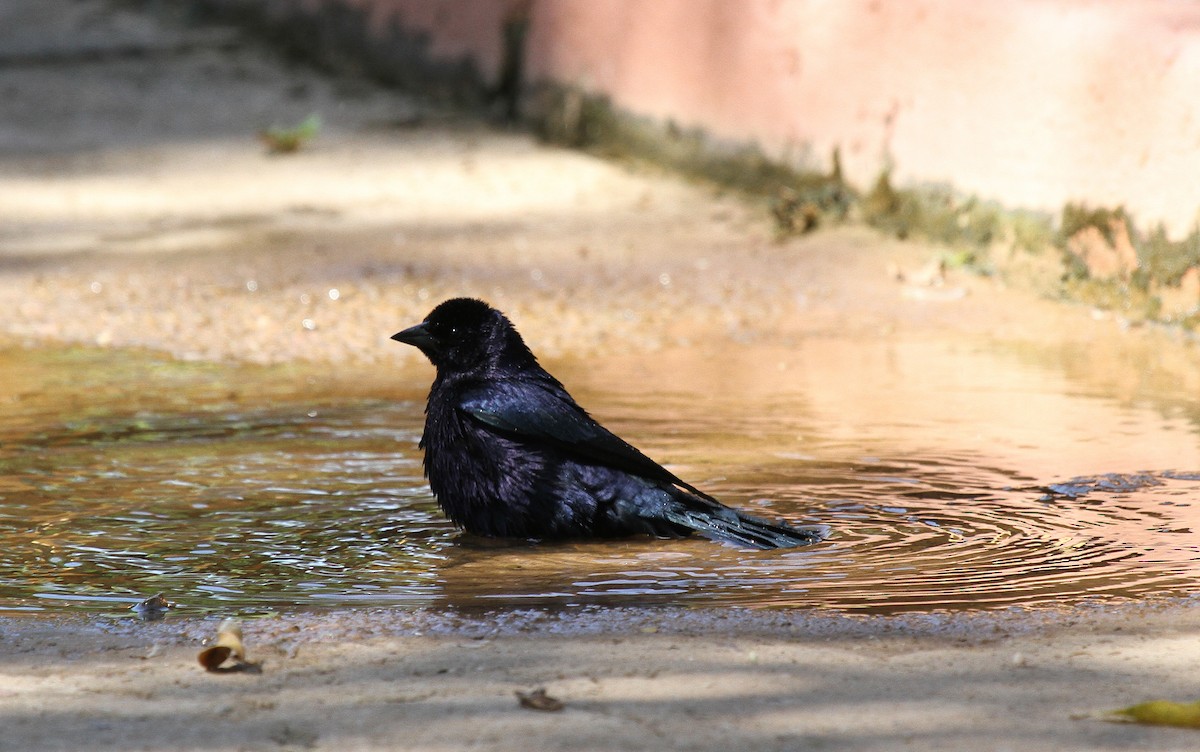 Shiny Cowbird - ML646953105