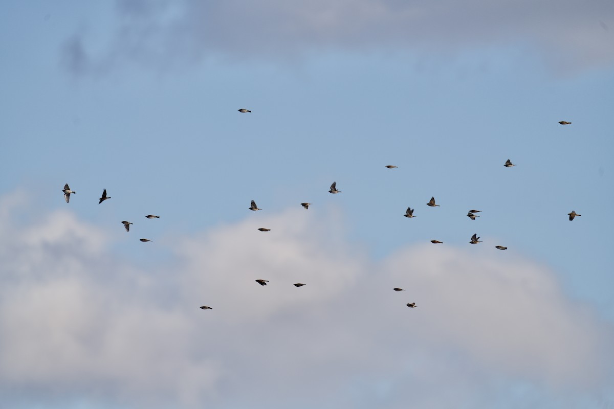 ハマヒバリ - ML646953107