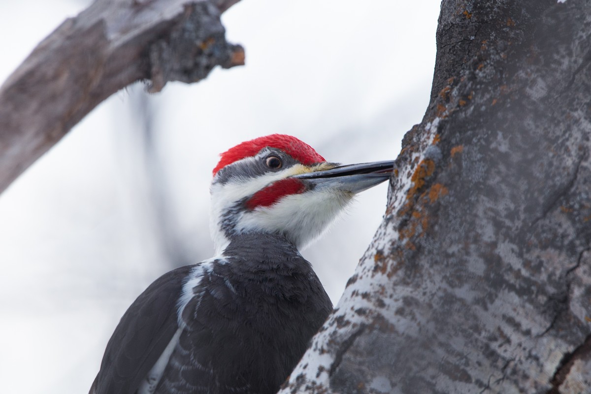 Pileated Woodpecker - ML646953108