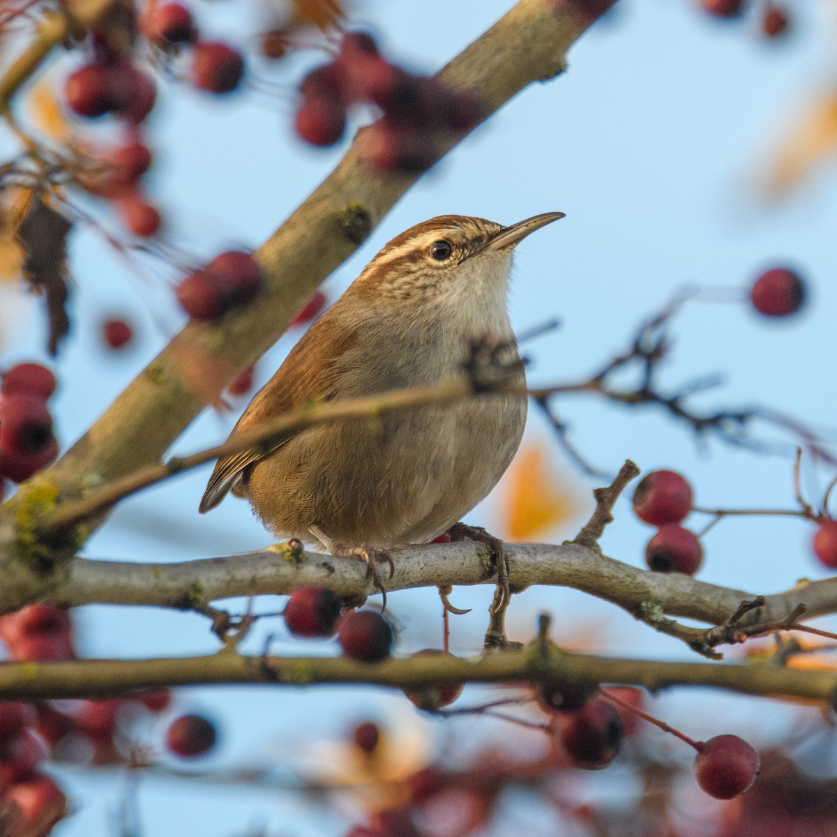 Troglodyte de Bewick - ML646953110