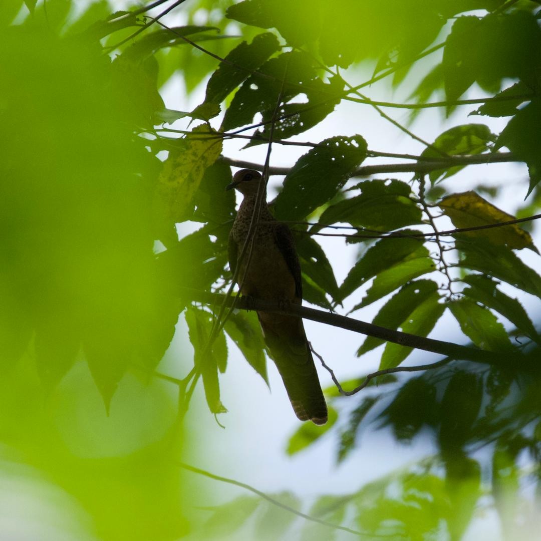 Black-billed Cuckoo-Dove - ML646953111