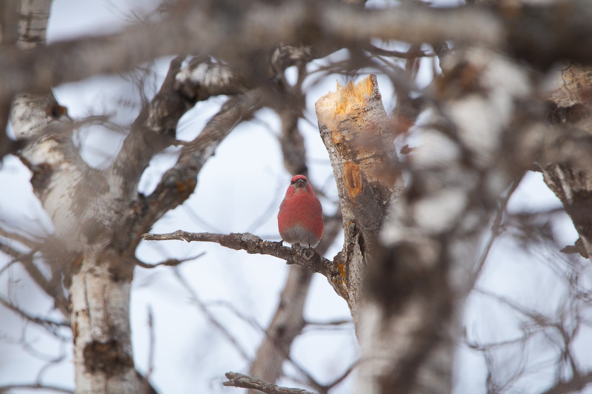 ギンザンマシコ - ML646953112