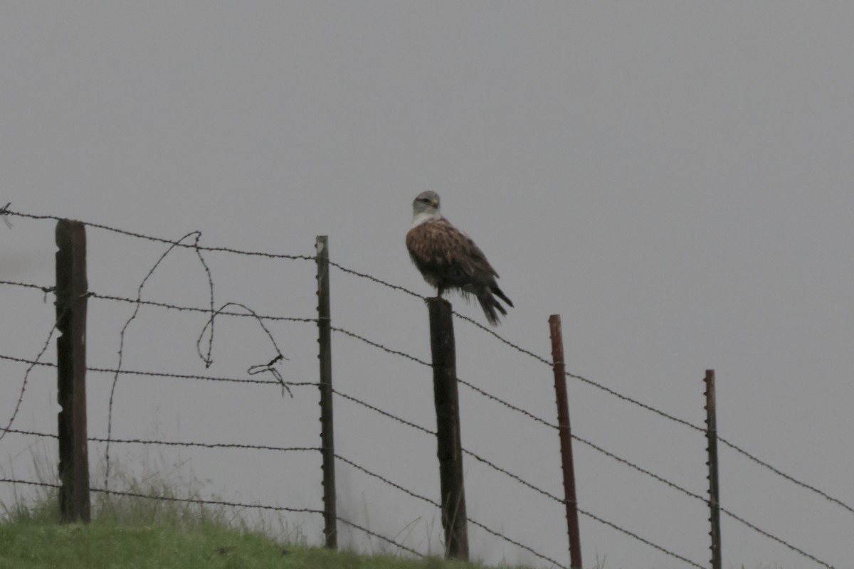 Ferruginous Hawk - ML646953116