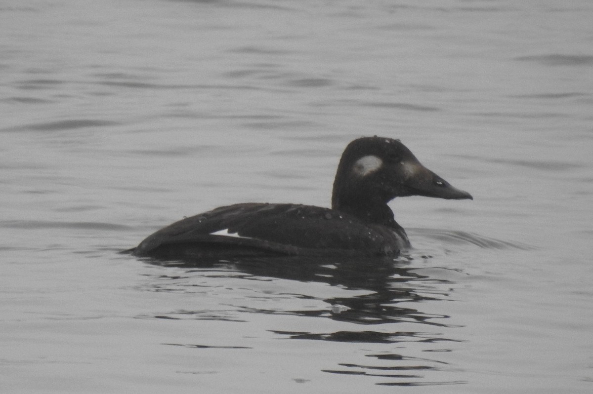 White-winged Scoter - ML646953117