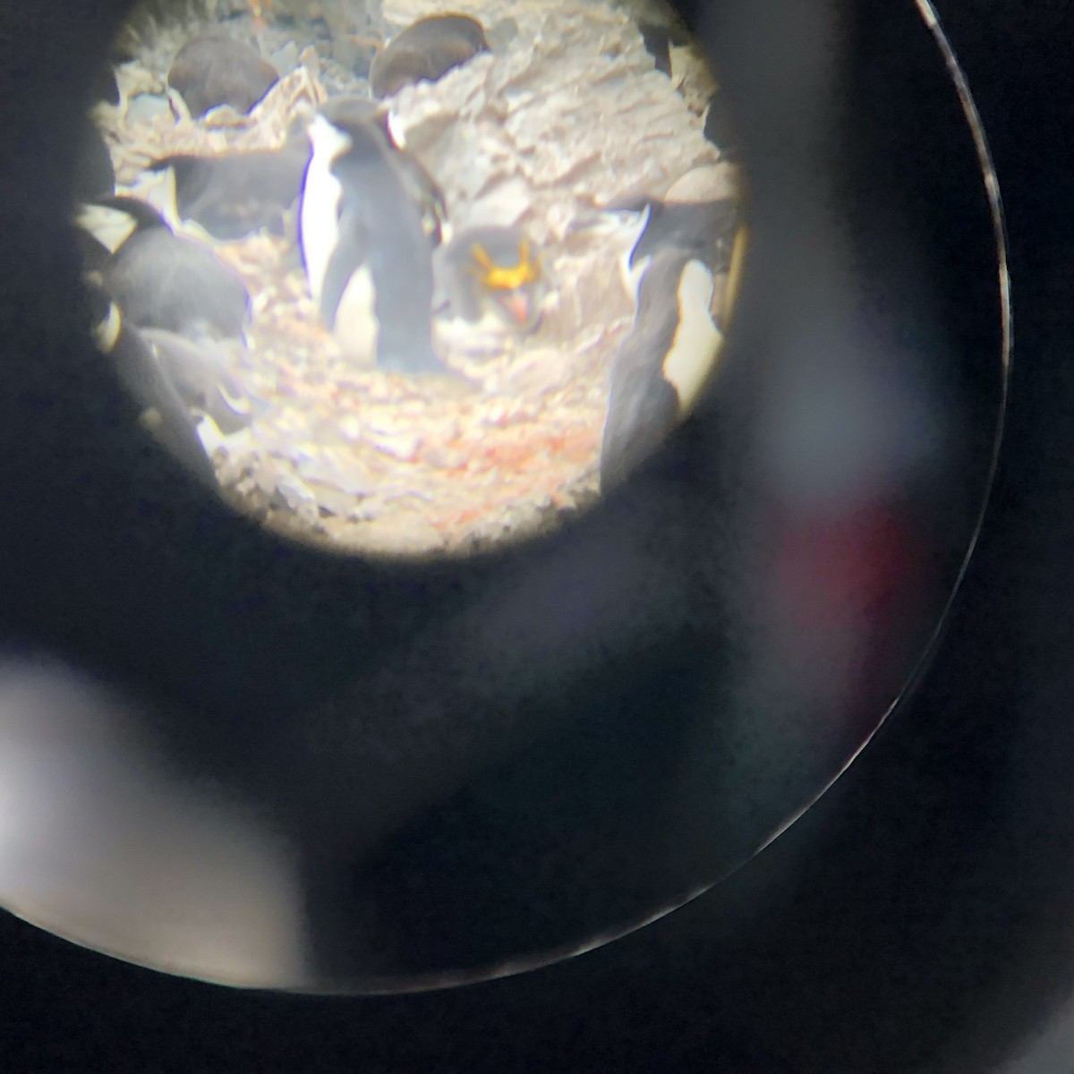 Macaroni Penguin - ML646953118