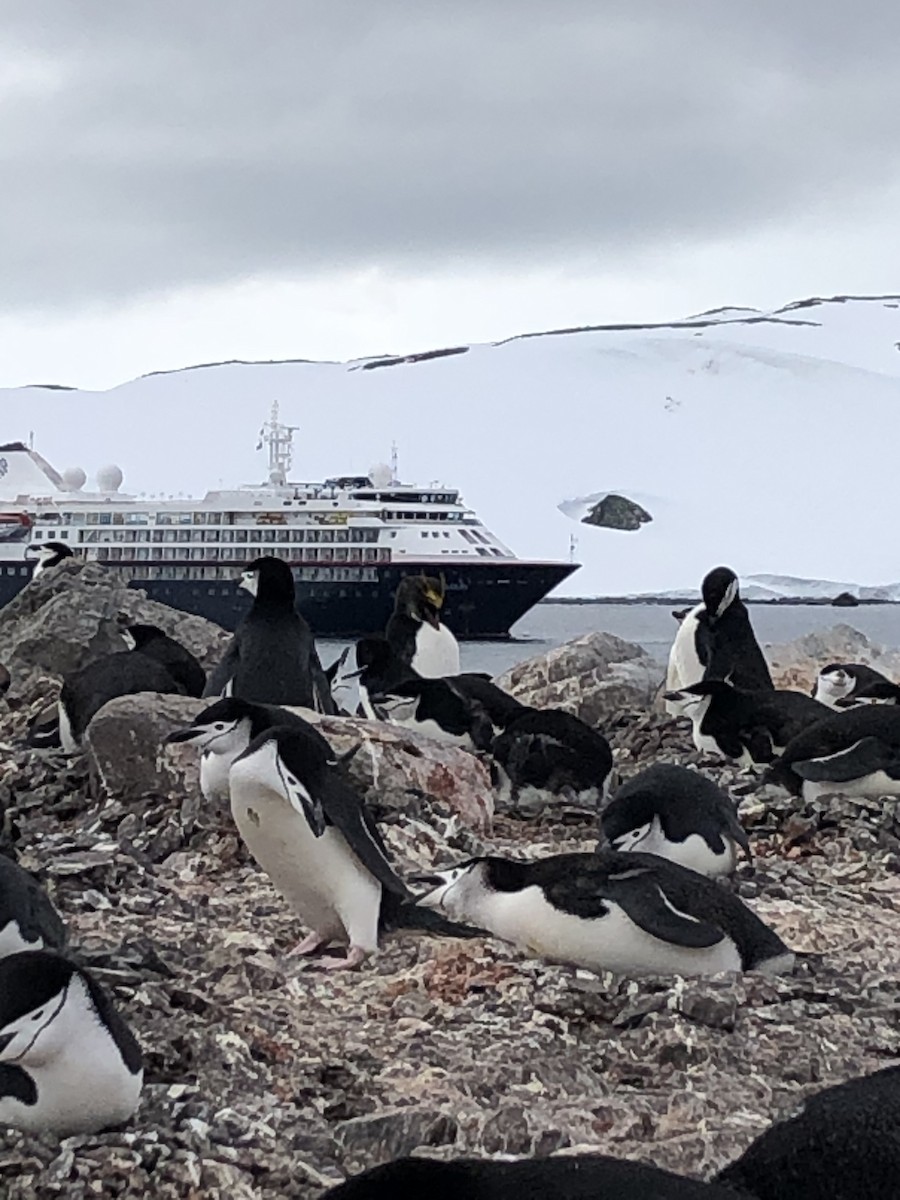 Macaroni Penguin - ML646953119