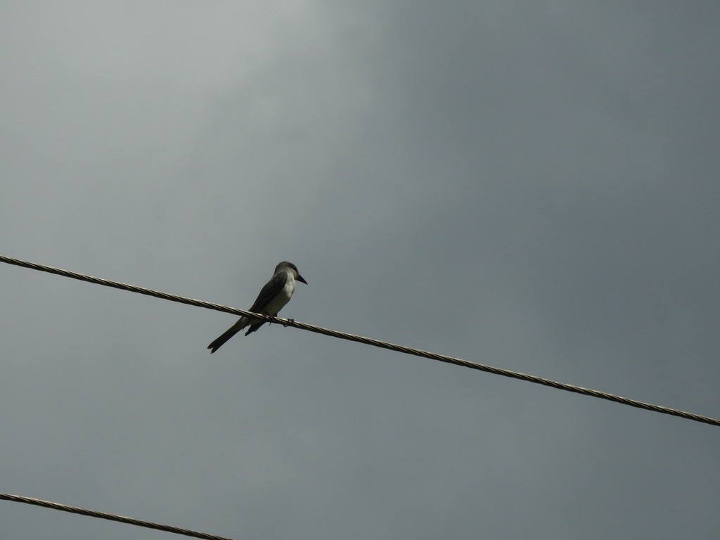 Gray Kingbird - ML646953124