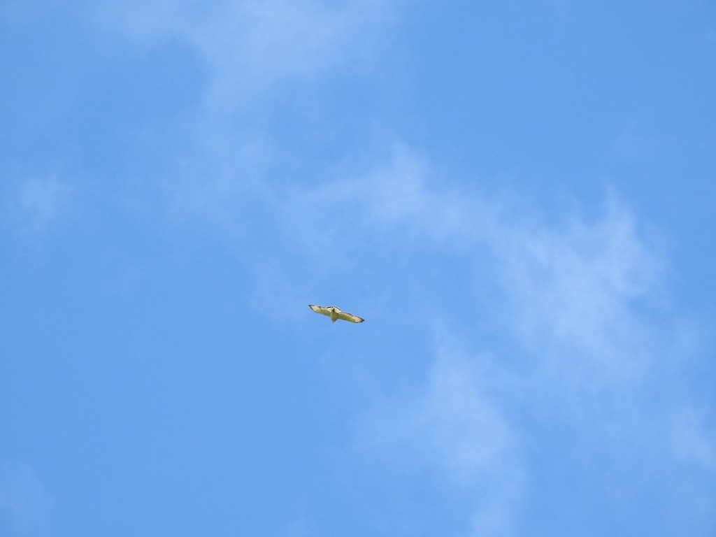 Broad-winged Hawk - ML646953126