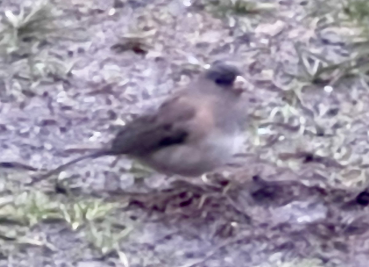 vinterjunko - ML646953131