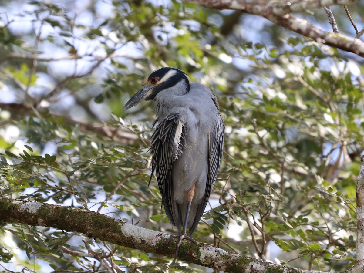 Yellow-crowned Night Heron - ML646953132