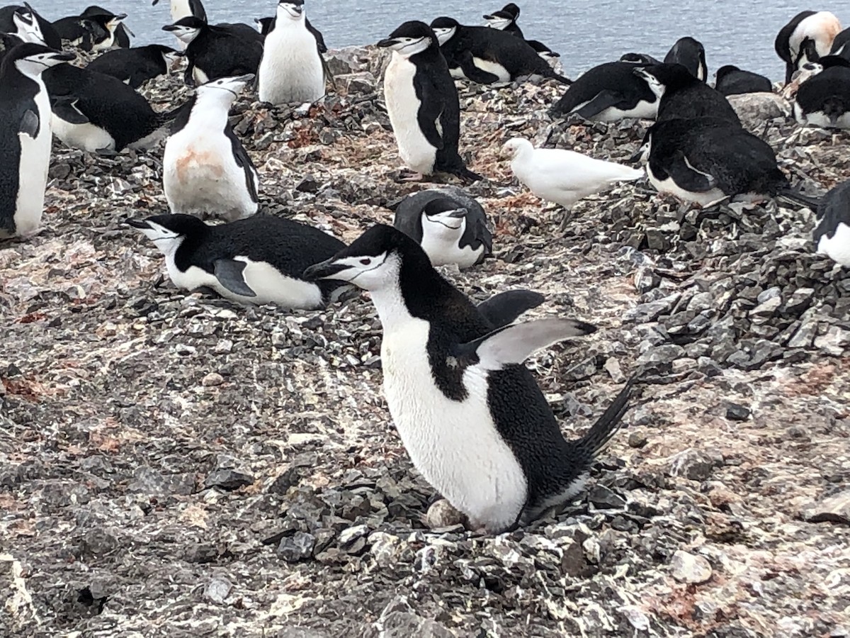 Chinstrap Penguin - ML646953133