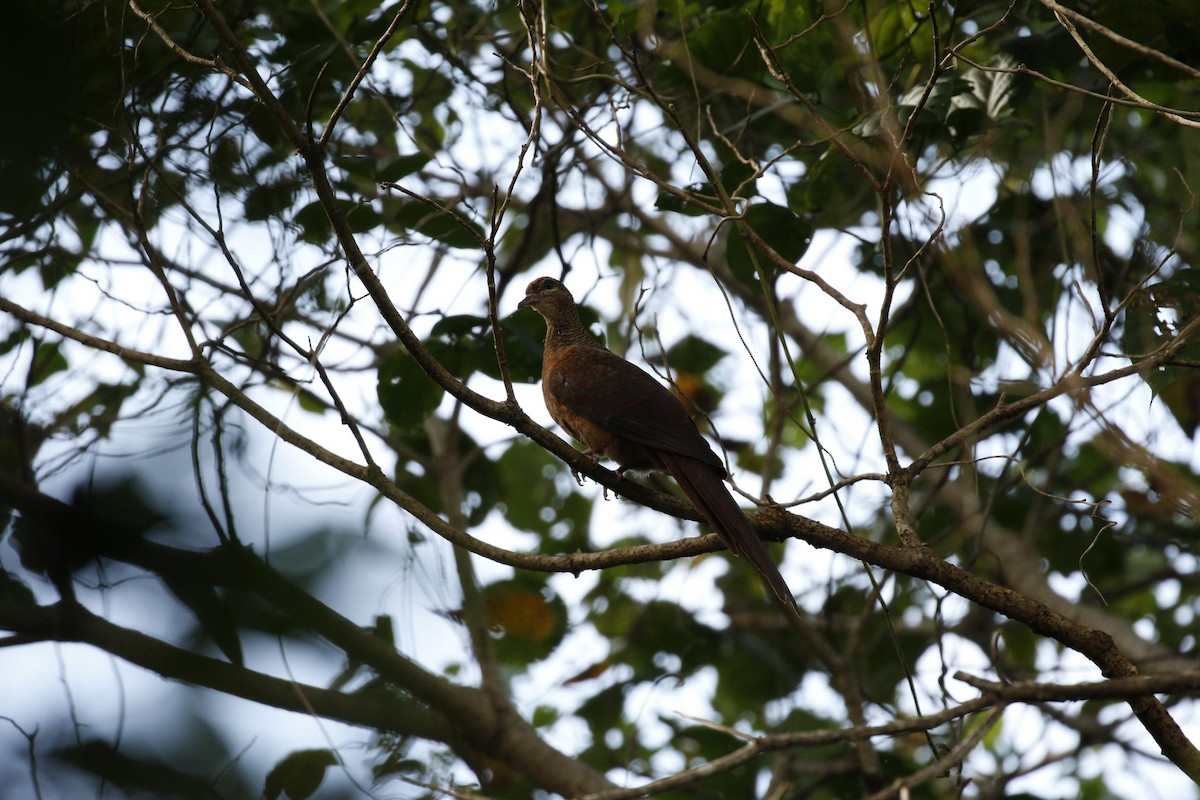Amboyna Cuckoo-Dove - ML646953139