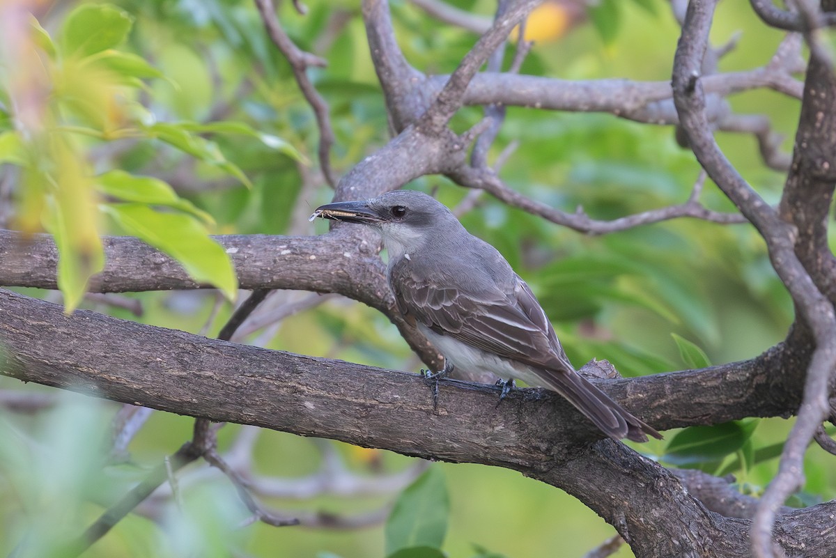 Gray Kingbird - ML646953143
