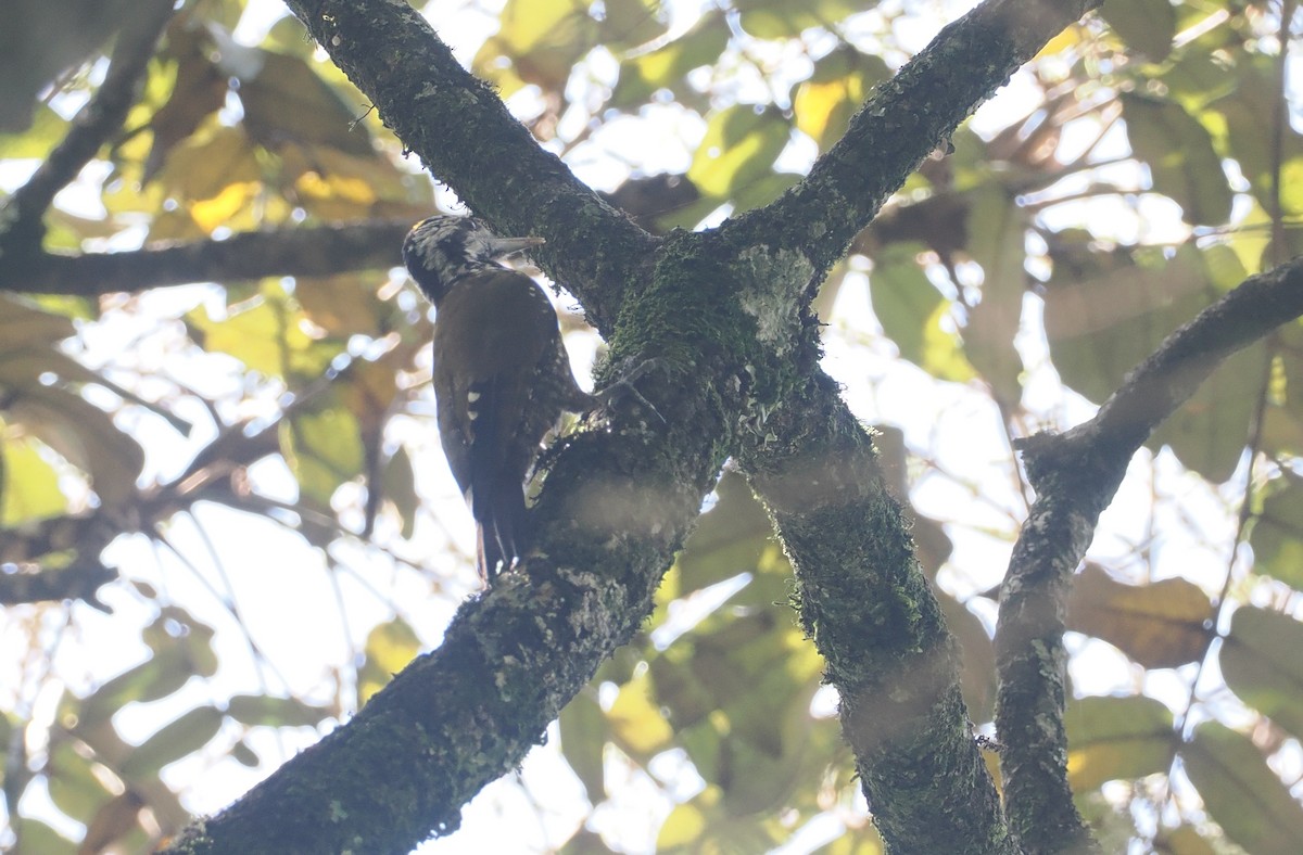 Golden-crowned Woodpecker - ML646953145