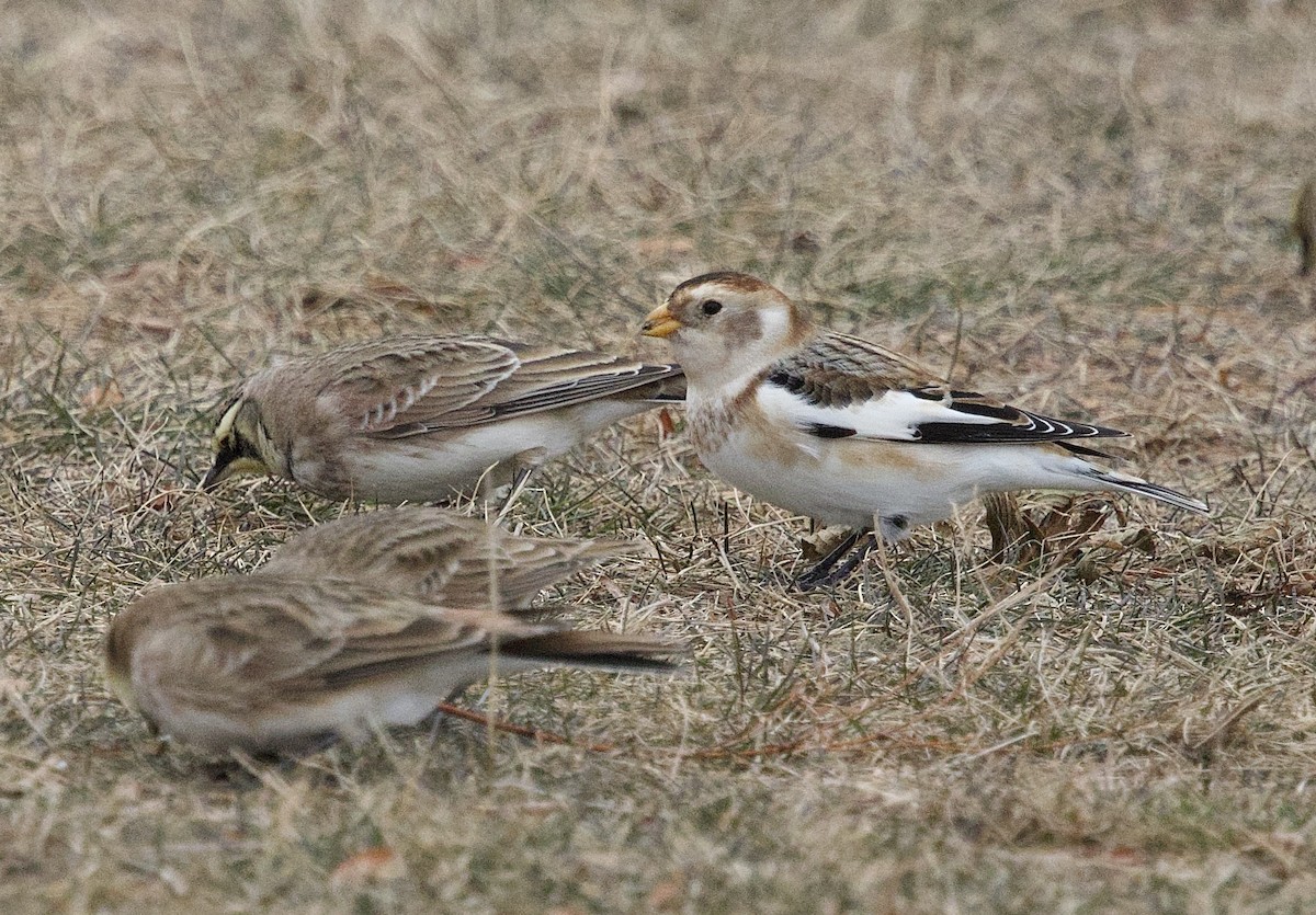 Snow Bunting - ML646953151