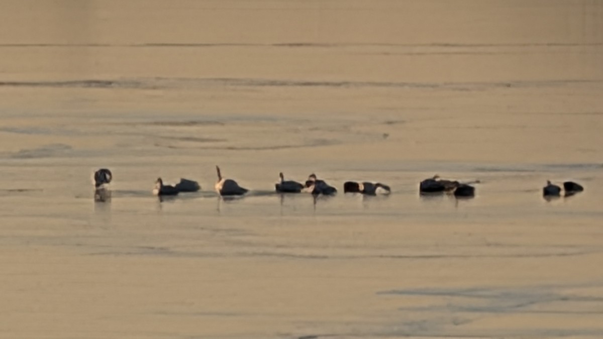 Trumpeter Swan - ML646953153