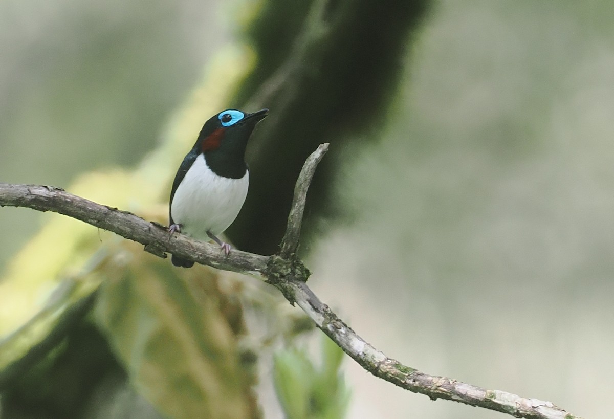 Jameson's Wattle-eye - ML646953165