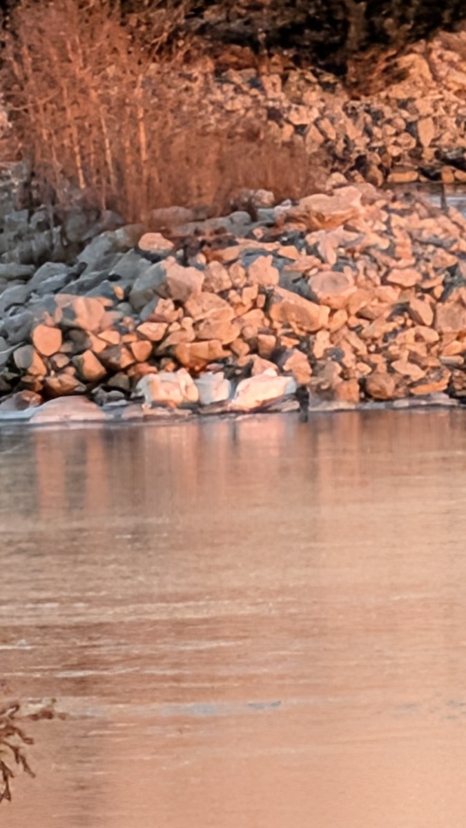 American White Pelican - ML646953170