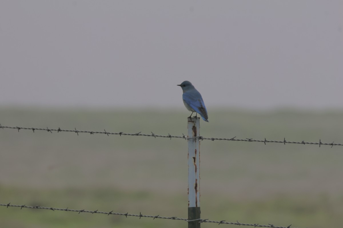 Azulejo Claro - ML646953178