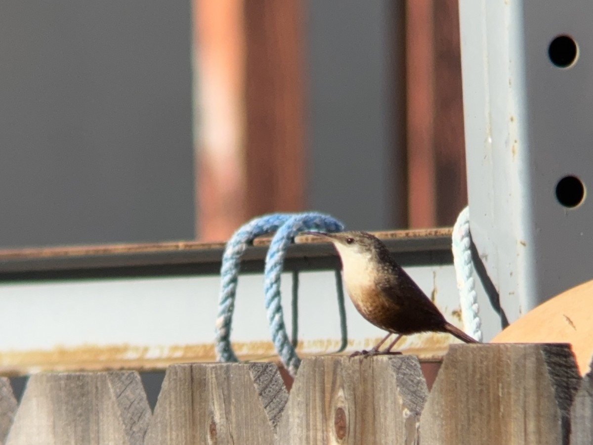 ravinesmett - ML646953179