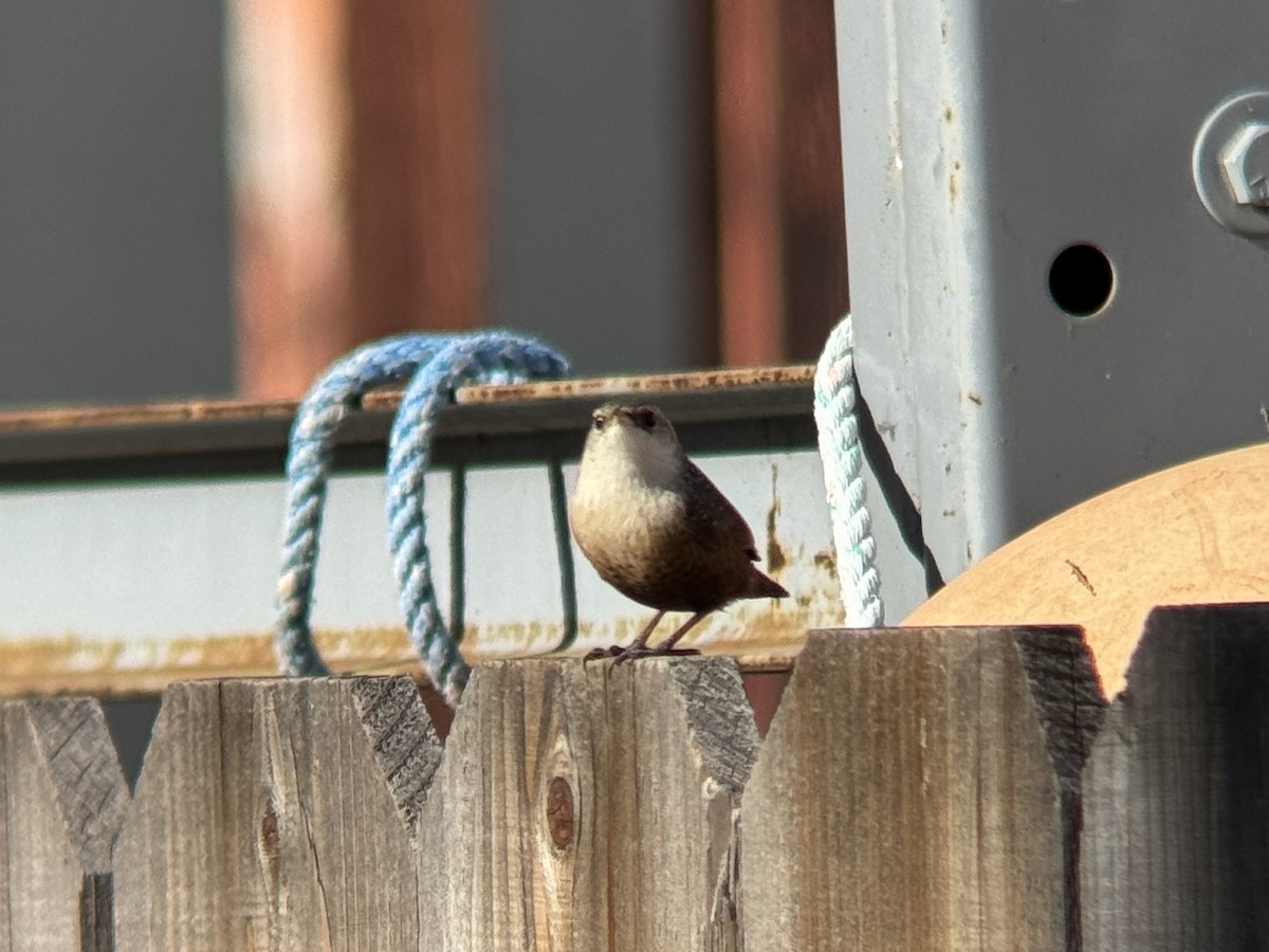 ravinesmett - ML646953180