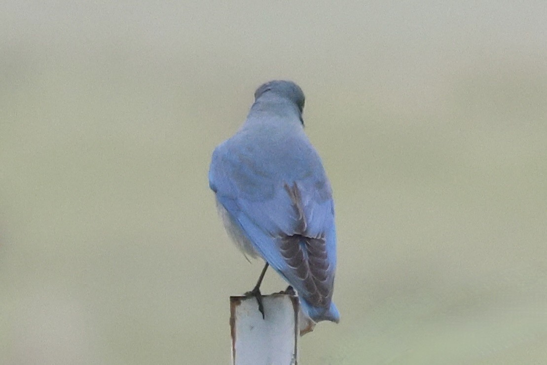 Azulejo Claro - ML646953181