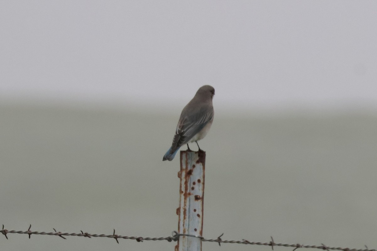 Azulejo Claro - ML646953182