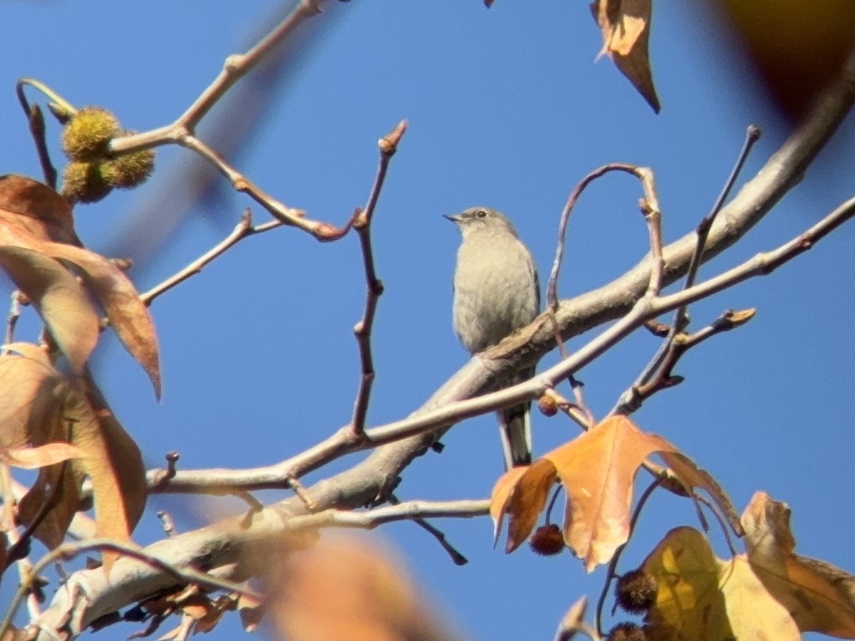 gråsolitærtrost - ML646953183