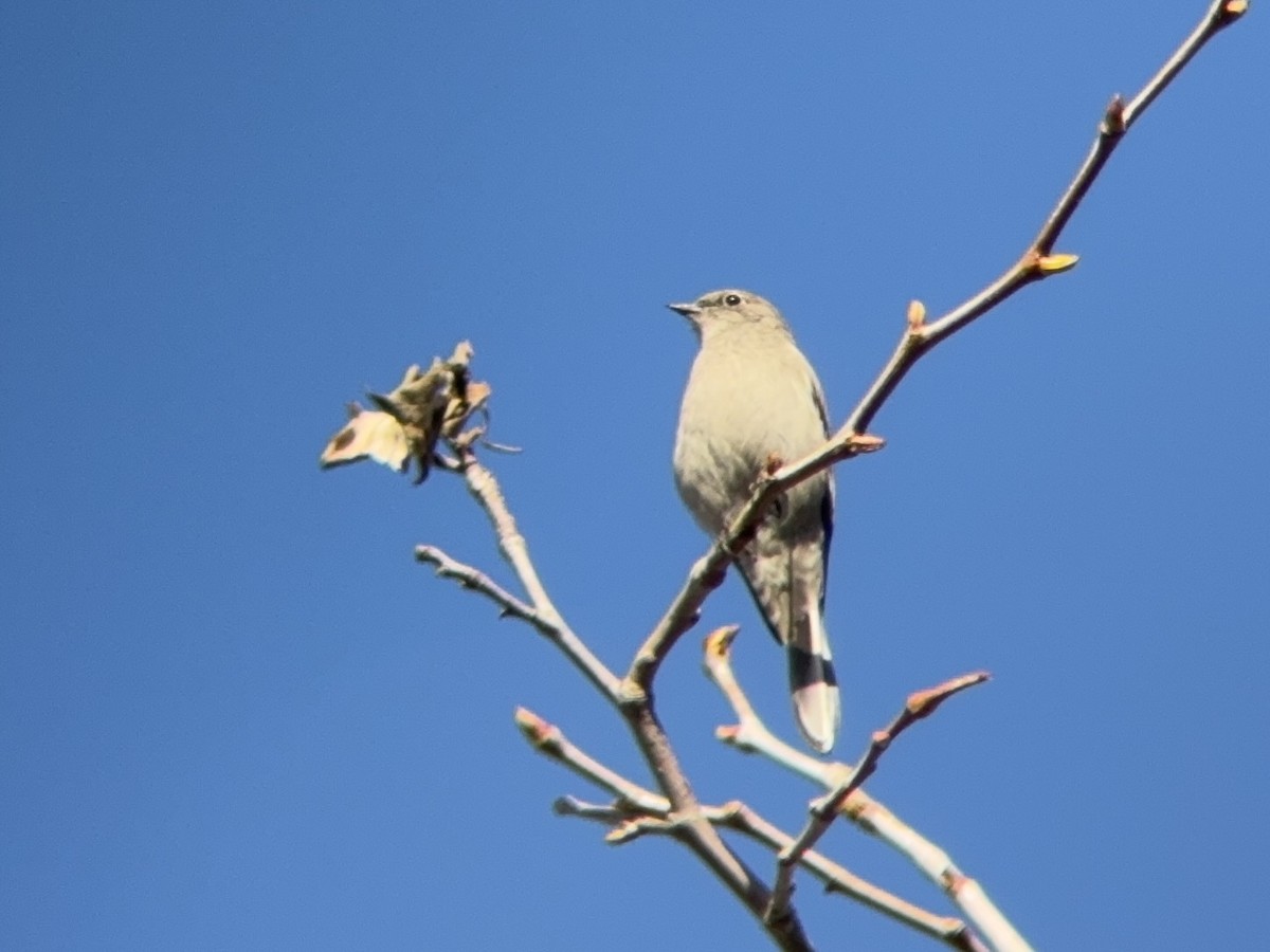 gråsolitærtrost - ML646953184