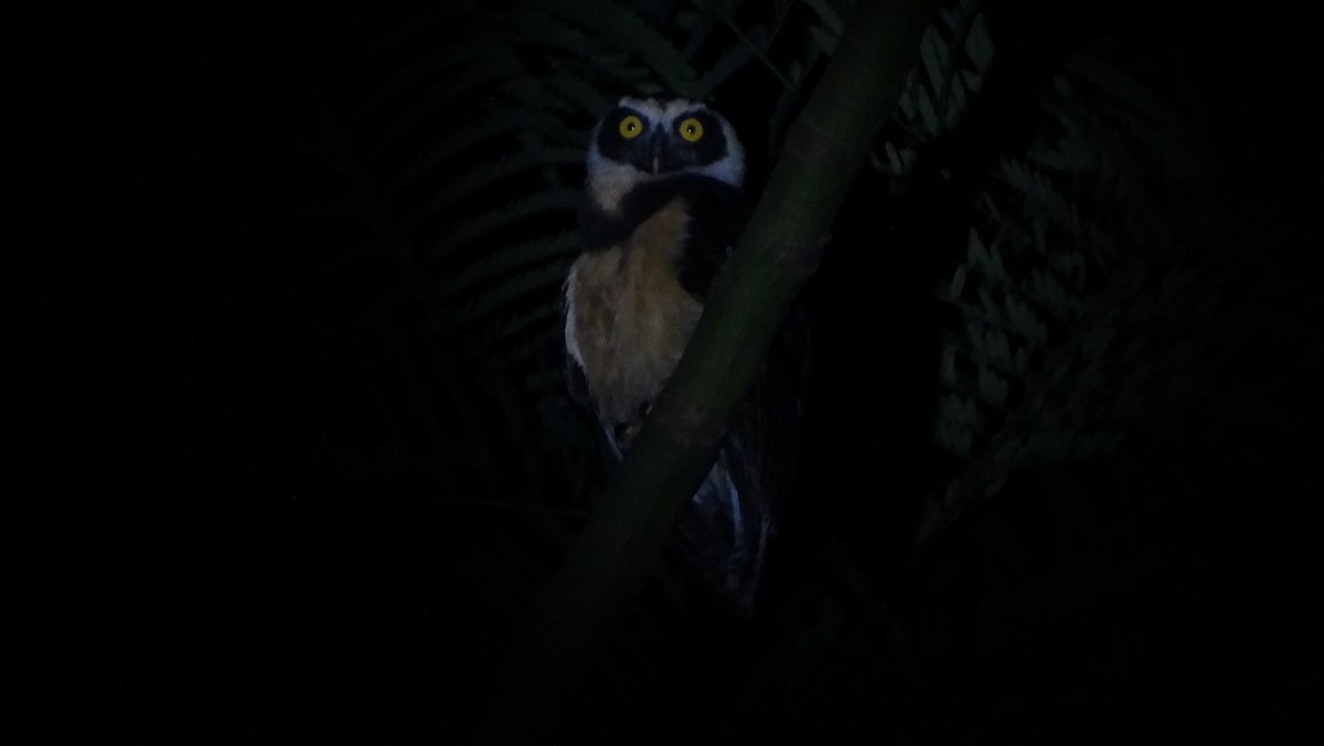 Spectacled Owl - ML646953185