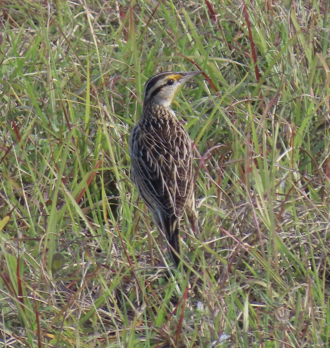 Eastern Meadowlark - ML646953186