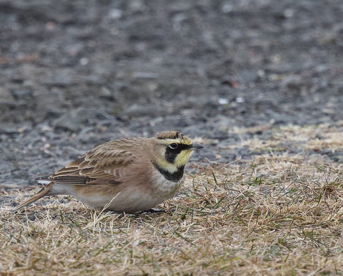 ハマヒバリ - ML646953188