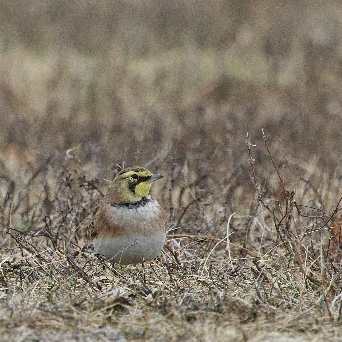 ハマヒバリ - ML646953191